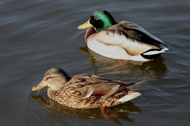 Krydsordsmesterens hemmeligheder: Sådan løser du svære felter